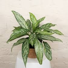 24 Best Indoor Plants Find Your