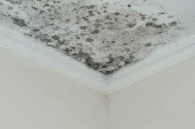 Mold In Homes