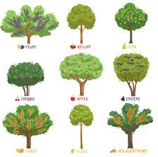 Name Of Fruit Tree Vector Images Over 130
