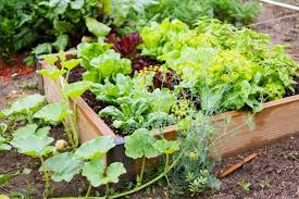 Small Vegetable Garden Plans Layouts