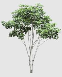 Mimosaceae Acacia Baileyana Silk