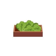 Healthy Vegetable In Wooden Box