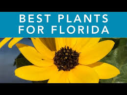 Best Plants For Florida Gardening In