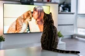 How To Cat Proof A Tv 9 Vet Approved