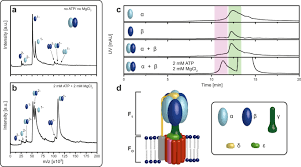 Bacterial F Type Atp Synthases Follow A