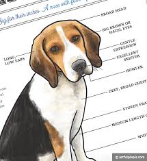 Buy Beagle Art Print Dog Breed Chart