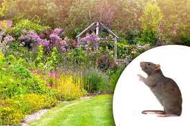 Attract Rats To Your Garden