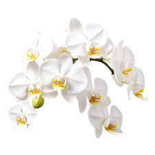 Orchid Png Vector Psd And Clipart