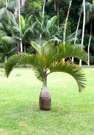 30 Types Of Potted Palm Trees Petal