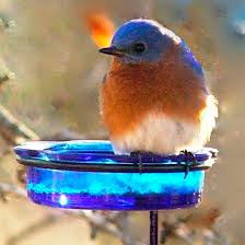 Blue Glass Feeder Dish With Step In