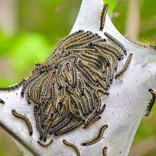 How To Get Rid Of Tent Caterpillars