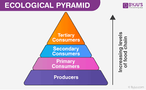 Trophic Level Diagram Ecological Pyramids