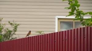 Garden Bird Redstart Coot Stock