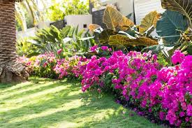 Trees Shrubs For A Tropical Look