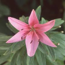 Tiny Icon Pink Asiatic Lily Plant