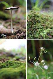Make Your Own Moss Garden Little