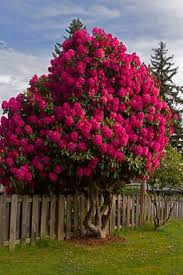 The Most Beautiful Trees For A Truly