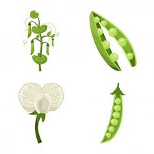 Bean And Peas Of Vegetable Cartoon Icon