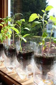 Make Individual Self Watering Planters