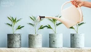 Watering Cans Herbies Seeds