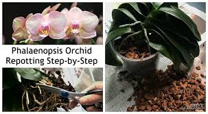 Phalaenopsis Orchid Repotting The Step