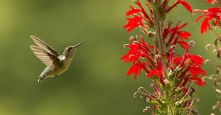 Plant Native Flowers For Hummingbirds