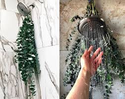What Is Eucalyptus Shower Why Is It A