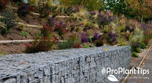 Erosion Control And Top Plants For