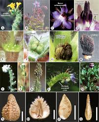 Boraginaceae An Overview