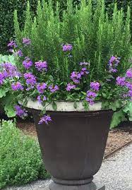 15 Large Flower Pot Ideas That Are