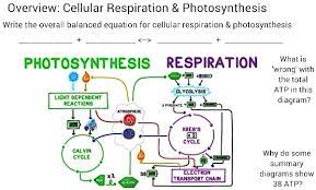 Cellular Respiration Photosynthesis