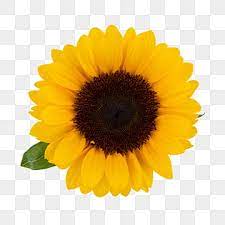 Sunflower Png Images 18000