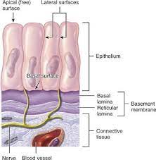 Hths 1110 Module 7 The Tissue Level Of