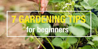 7 Diy Gardening Tips For Beginners Hippo