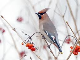 The Waxwing Migration Habits