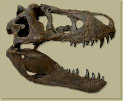 Tyrannosaurus Rex Duffy Half Skull