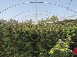 Illegal Grow Operations