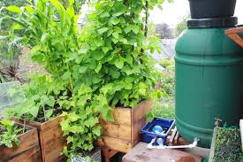 Self Watering Container Garden