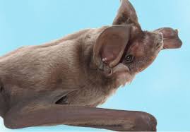 Florida Bonneted Bat Zoo Miami