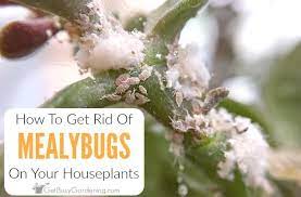 Mealybugs On Houseplants