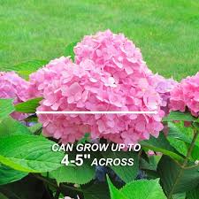 Garden State Bulb Hydrangea Pink Beauty