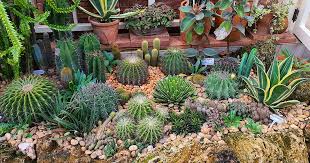 Prepare Soil For Outdoor Succulent Gardens
