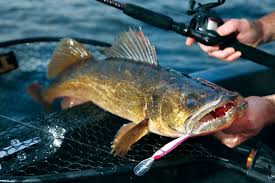 Post Spawn Walleye Fishing Advice