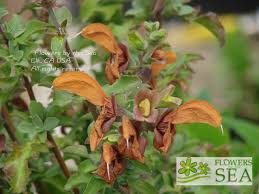 Salvia Africana Lutea Kirstenbosch