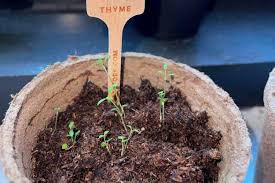 The 7 Best Indoor Herb Gardens Tested