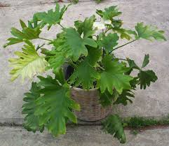 Houseplants That Are Poisonous To Your Cats