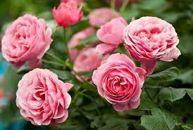 Roses Weeping Standard Roses Rose