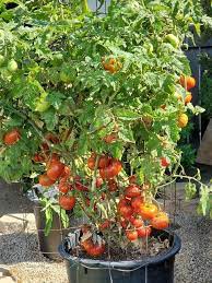 Dwarf Tomatoes Grow Tomatoes Easily
