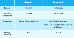 Human Biology Flashcards Quizlet