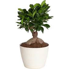 Costa Farms Ficus Bonsai Indoor Plant